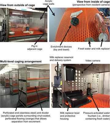 Influence of Rearing Environment on Longitudinal Brain Development, Object Recognition Memory, and Exploratory Behaviors in the Domestic Pig (Sus scrofa)